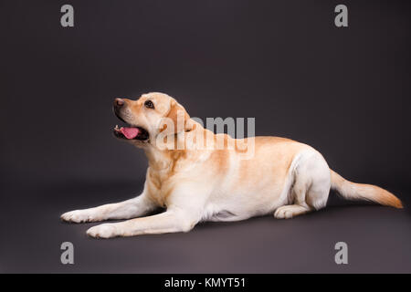 Blonde Labrador Hund liegend auf schwarzem Hintergrund. Stockfoto