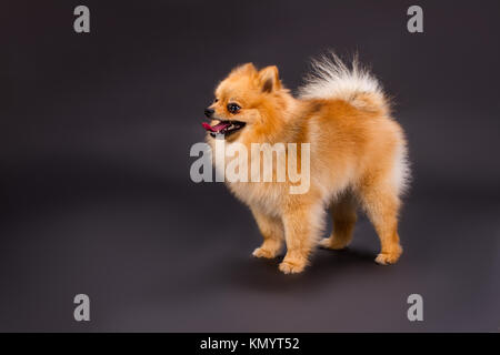 Orange pomeranian Hund, schwarzer Hintergrund. Stockfoto