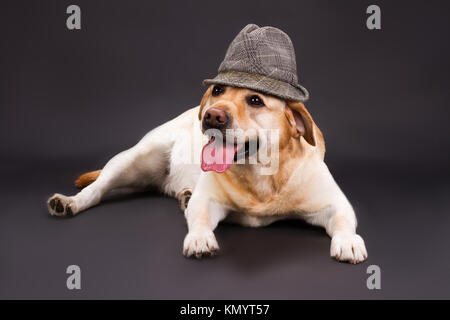 Süße Labrador liegen auf dunklem Hintergrund. Stockfoto