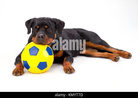 Rottweiler Welpen mit Fußball, Portrait. Stockfoto