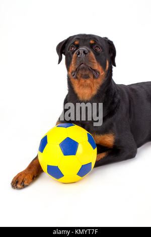 Junge Rottweiler mit Fußball. Stockfoto