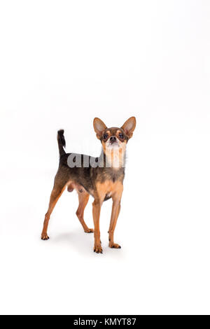 Cut toy-Terrier auf weißem Hintergrund. Stockfoto