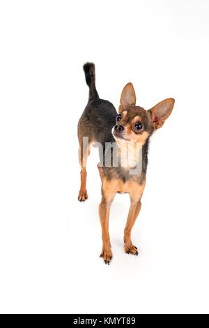 Charmanter schlanke Schwarzhaarige russische toy-Terrier. Stockfoto