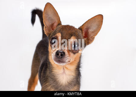 Cute toy-Terrier, Studio Portrait. Stockfoto