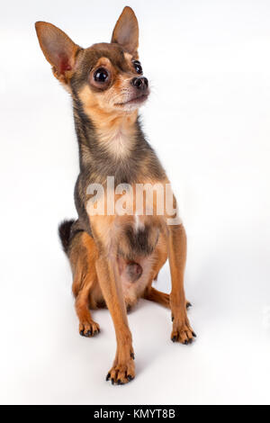 Schöne russische toy-Terrier, weißen Hintergrund. Stockfoto