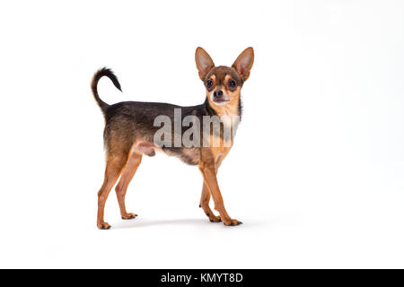 Cute pedigreed Russische toy-Terrier. Stockfoto