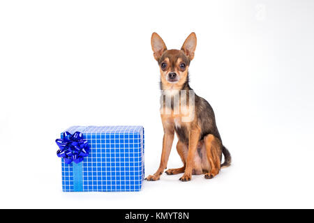 Cute toy-Terrier mit Geschenkverpackung. Stockfoto