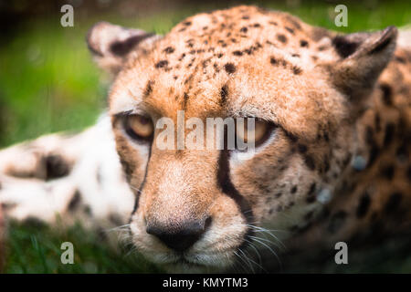 Friedliche Leopard entspannen im Gras Stockfoto