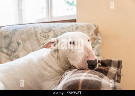 Weißer Hund, ein englischer Bullterrier, ruht auf einem Sessel Stockfoto