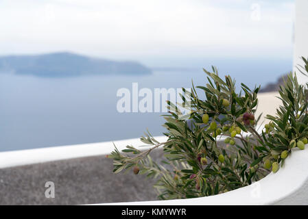 Olive grüne Früchte hängt am Baum gegen die Berge und das Meer von Santorini. Stockfoto