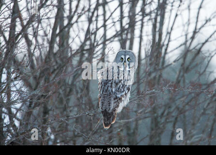 Bartkauz hocken auf einem Ast im Winter, Finnland Stockfoto