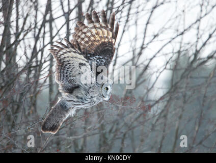 Bartkauz swooping mit den Bäumen im Hintergrund, während Sie im Winter in Finnland Stockfoto