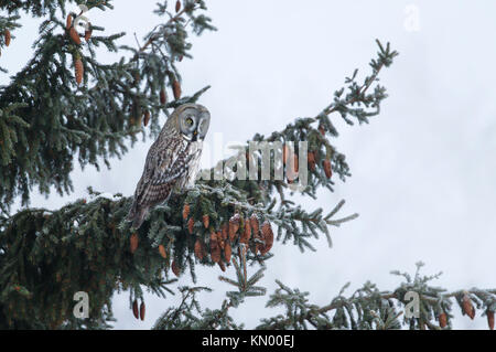 Bartkauz hocken auf einem Ast im Winter, Finnland Stockfoto