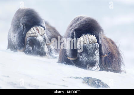 Zwei große erwachsenen männlichen Moschusochsen in den Bergen während der harten kalten Winter in Norwegen. Stockfoto