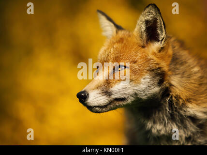 Nahaufnahme eines erwachsenen Red fox Portrait gegen bunte Hintergrund isoliert, Großbritannien Stockfoto