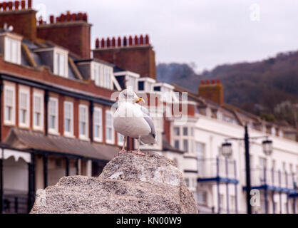 Eine Möwe an der Küste von Sidmouth, wo die Fütterung der Vögel ist strafbar mit einer Geldstrafe von 80,00 £ Stockfoto