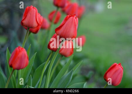 Rote Tulpen (lat.: Tulipa gesneriana), Tulip der Didier oder Garden Tulip in einem Garten Stockfoto