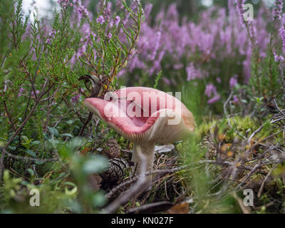 Red mushroom zwischen dem Heidekraut in einem feuchten Wald. Stockfoto