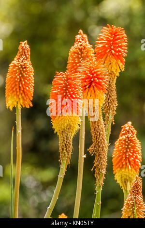 Kniphofia tritoma auch genannt, red hot Poker, Taschenlampe Lily, knofflers oder Poker Pflanze, ist eine Gattung von Blütenpflanzen in der Familie Asphodelaceae. Stockfoto