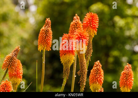 Kniphofia tritoma auch genannt, red hot Poker, Taschenlampe Lily, knofflers oder Poker Pflanze, ist eine Gattung von Blütenpflanzen in der Familie Asphodelaceae. Stockfoto