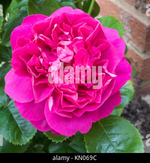 English Rose Sorte Prinzessin Anne in Blume Stockfoto