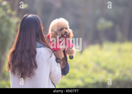 Toy Pudel spielen mit seinen weiblichen Master in einem Park. Stockfoto