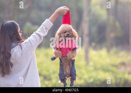Toy Pudel spielen mit seinen weiblichen Master in einem Park. Stockfoto