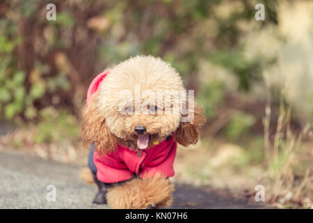 Toy Pudel spielen in einem Park in der Stadt von China. Stockfoto