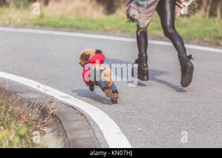 Toy Pudel spielen mit seinen weiblichen Master in einem Park. Stockfoto