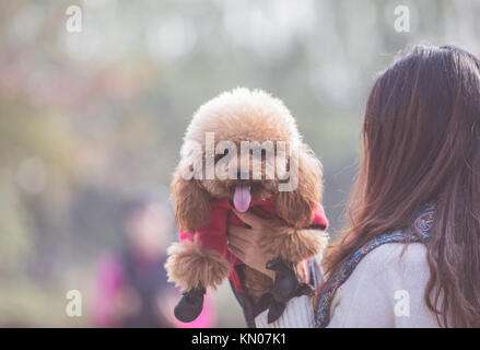 Toy Pudel spielen mit seinen weiblichen Master in einem Park. Stockfoto