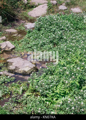 Brunnenkresse (Kapuzinerkresse officinale) in einem Stream, UK im Sommer wachsen Stockfoto