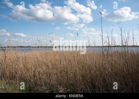 Siehe (Rietzer See Rietz) ist ein Naturschutzgebiet in der Nähe der Stadt Brandenburg im Nordosten Deutschlands mit zwei flachen Seen und Feuchtgebiete Stockfoto