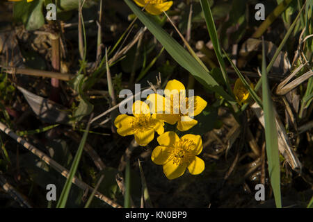 Siehe (Rietzer See Rietz) ist ein Naturschutzgebiet in der Nähe der Stadt Brandenburg im Nordosten Deutschlands mit einigen spearwort Blüte im Frühjahr. Stockfoto