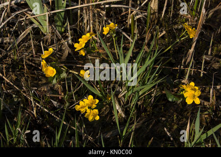 Siehe (Rietzer See Rietz) ist ein Naturschutzgebiet in der Nähe der Stadt Brandenburg im Nordosten Deutschlands mit einigen spearwort Blüte im Frühjahr. Stockfoto