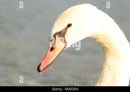 Schwan ist hautnah Stockfoto