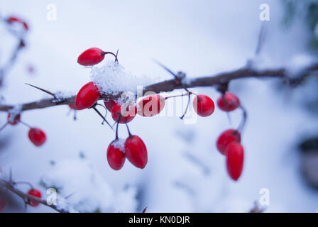 Rote reife Beeren der Berberitze, bedeckt mit Schnee Stockfoto