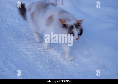 Eine ungewöhnliche 3-farbige Katze mit blauen Augen wandern im Schnee Stockfoto
