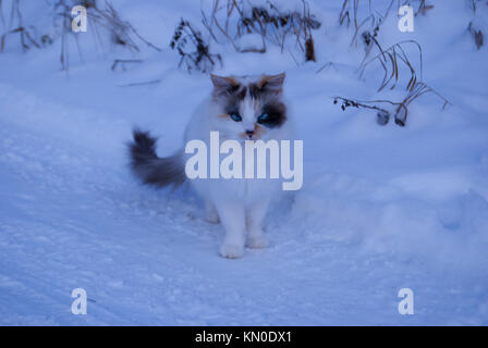 Eine ungewöhnliche 3-farbige Katze mit blauen Augen sitzt auf dem Schnee. Strabismus in einem Tier. Stockfoto