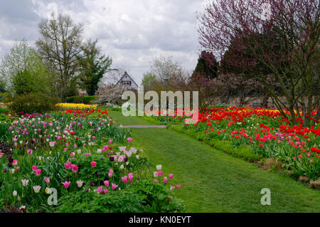 Weinheim: Tulip blühenden Jahreszeit im botanischen Garten "Hermannshof", Bergstraße, Baden-Württemberg, Deutschland Stockfoto