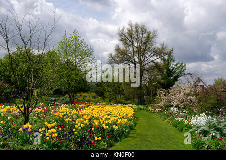 Weinheim: Tulip blühenden Jahreszeit im botanischen Garten "Hermannshof", Bergstraße, Baden-Württemberg, Deutschland Stockfoto