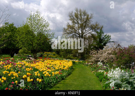 Weinheim: Tulip blühenden Jahreszeit im botanischen Garten "Hermannshof", Bergstraße, Baden-Württemberg, Deutschland Stockfoto