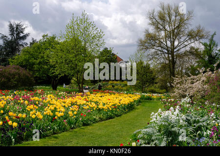 Weinheim: Tulip blühenden Jahreszeit im botanischen Garten "Hermannshof", Bergstraße, Baden-Württemberg, Deutschland Stockfoto