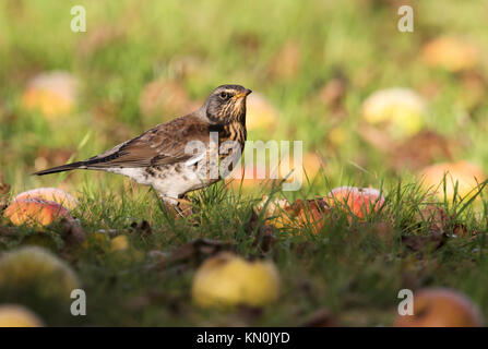 Eine Wacholderdrossel (Turdus pilaris) Fütterung mit gefallenen Äpfel in einem Warwickshire orchard Stockfoto