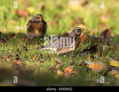 Ein paar Fieldfares (Turdus pilaris) Fütterung mit gefallenen Äpfel in einem Warwickshire orchard Stockfoto