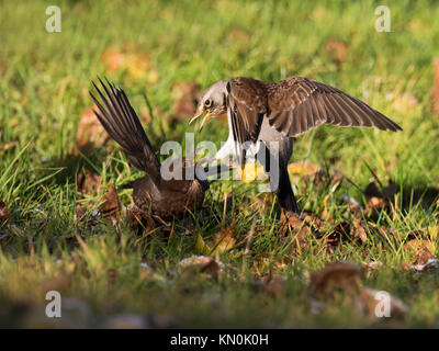 Eine Wacholderdrossel (Turdus pilaris) und eine männliche Amsel (Turdus merulan) Streit über Fütterung Rechte an gefallenen Äpfel in einem Warwickshire orchard Stockfoto