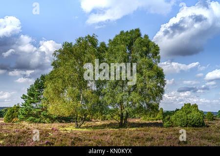 Herbst in der Lüneburger Heide (Lüneburger Heide), einer Region in der Nähe von Hamburg, Deutschland Stockfoto