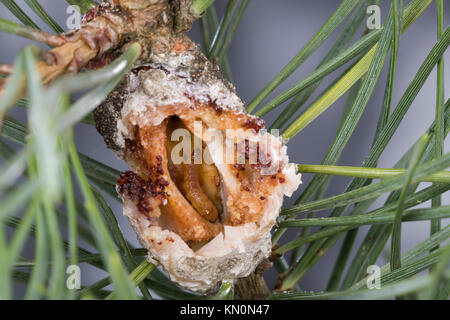 Kiefernharzgallen-Wickler, Raupe, Dove in geöffneter Galle eine Kiefer, Kiefern-Harzgallenwickler Kiefernharzgallenwickler Kiefernharz-Gallenwickler,,, Stockfoto