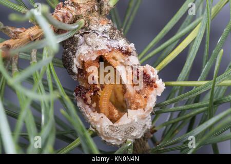 Kiefernharzgallen-Wickler, Raupe, Dove in geöffneter Galle eine Kiefer, Kiefern-Harzgallenwickler Kiefernharzgallenwickler Kiefernharz-Gallenwickler,,, Stockfoto