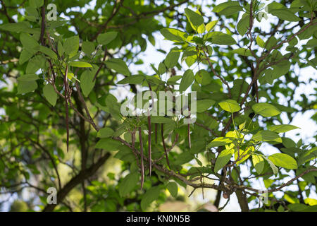 , Prächtiger Trompetenbaum Catalpa speciosa, Northern Catalpa, hardy Catalpa, Western Catalpa, Zigarre Baum, catawba-Tree, Le Catalpa à feuilles cordées, Stockfoto