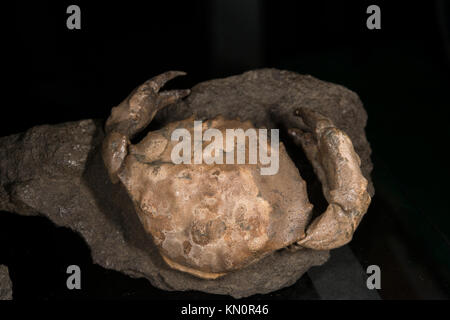 Fossile Krabben, Zanthopsis danfurui, Krebs, Decapoda, Ypresian, Eocen, Huesca, Spanien, Europa Stockfoto